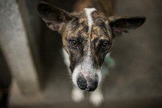 Survivor: Bulan, one of the stray dogs adopted by Gung Dewi’s family, has terrible scars on its muzzle. The dog was attacked until it nearly died by an unknown individual near a cemetery in the village a few weeks ago. JP/ Agung Parameswara