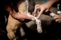 Shooting touch: Gung Dewi applies some medicine to one of her dogs, Mery, which gets hurt after a fight with other dogs. JP/ Agung Parameswara