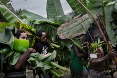 Villagers collect banana leaves for the bed of leaves in the hot stone cooking process or to wrap food. Besides banana leaves, villagers also use grass and other leaves. JP/ Vembri Waluyas