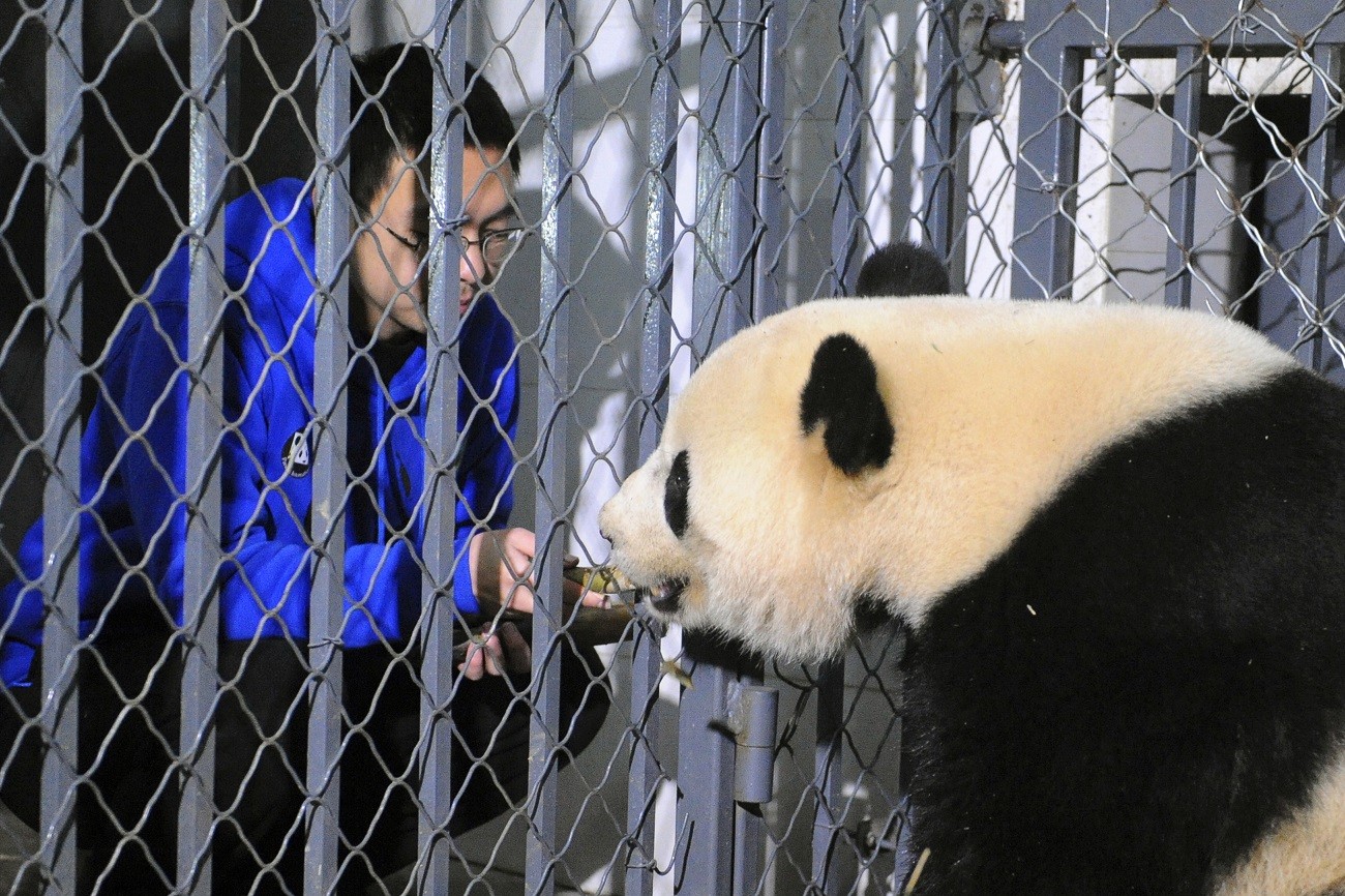 In this Feb. 22 photo released by China Conservation and Research Center for the Giant Pandas, a worker feeds giant panda Bao Bao as she arrived at the Chengdu Panda Breeding Research Center in Chengdu, southwest China's Sichuan province. American-born Bao Bao started settling into her new home in southwest China where she will eventually join a breeding program.