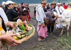 The priest leads a prayer before slaughtering the cow prior to the wedding ceremony. JP/Tarko Sudiarno
