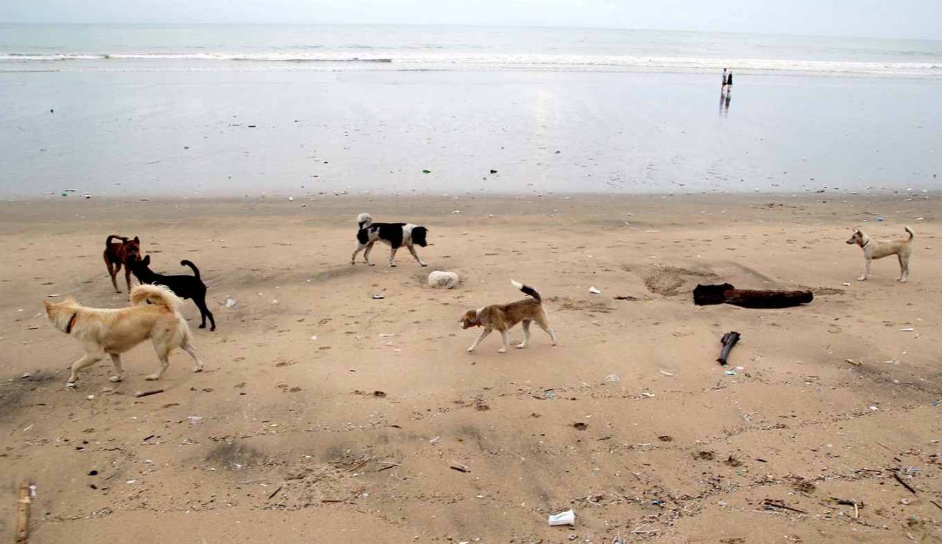 Free rabies vaccines in Bali