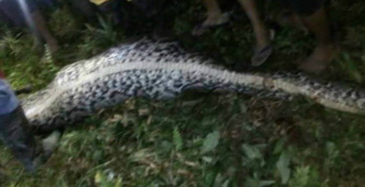 Indonesian man found dead in belly of 7m-long python