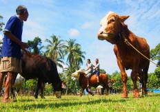 The cows stand on a field after being bathed. JP/Ganug Nugroho Adi

