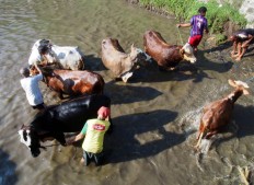 As a symbol of gratitude to God, Bunder-Jarakan's farmers hold the guyang sapi [bathing the cows] ceremony on Saturday. JP/Ganug Nugroho Adi