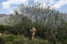 In this April 1, 2017 picture a man wearing a mask and dressed to represent 'El Hungaro' a traditional character from the La Vijanera de Silio carnival looks for a wooden stick during a traditional Spanish mask gathering parade in the small village of Casavieja, Spain. These festivals, held across central and northwestern Spain, most often coincide with festivities celebrating the advent of spring, mixing Carnival and bizarre pagan-like rituals with mock battles between good and evil. AP /Daniel Ochoa de Olza