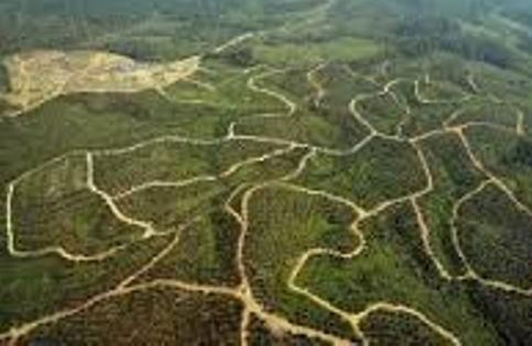 This aerial picture shows an oil palm plantation in Mimika, Papua.