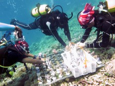 Three divers tie coral reef stems to a platform. JP/Suherdjoko