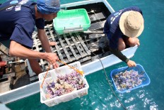 Two men prepare to lower the coral reefs into the water, after which divers will plant them at the bottom of the sea. JP/Suherdjoko