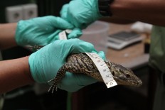 A keeper measures a baby Komodo's length. JP/P.J.Leo