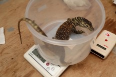 A baby Komodo lizard is being weighed. JP/P.J.Leo