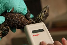 A keeper tests the microchip detector. JP/P.J.Leo