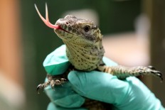 A baby Komodo reacts to its keeper. The special team separated the young ones from each other because these lizards are naturally cannibalistic for survival. JP/P.J.Leo