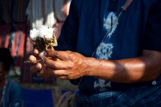 Cotton is important in making the traditional ikat cloth, and Flores people usually use cotton grown in the region. JP/Intan Tanjung