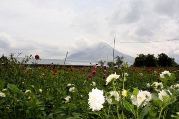 Karo's festival of flowers and fruits.