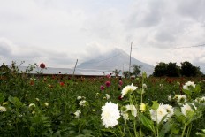 In bloom: A field of flowers is shown in this photo of Simpang Empat regency, located around 8 kilometers from Mount Sinabung in Karo, North Sumatra. JP/Apriadi Gunawan