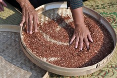  The sound of rustling black rice gives a unique effect to the musical performance by the farmers during the Mbok Sri Mulih show. JP/Magnus Hendratmo