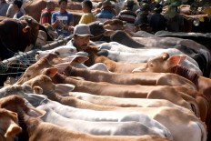 Awaiting customers: Traders arrange their cattle at the Bekonang kliwonan market. JP/Maksum Nur Fauzan