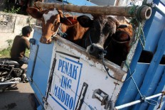 Shipment: Cattle are carried to the market by truck. JP/Maksum Nur Fauzan