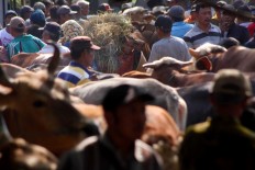 Feeding time: Traders bring fresh grass to feed their cattle at the Bekonang cattle market. The traditional market is a hot spot for cattle transactions. JP/Maksum Nur Fauzan