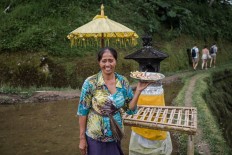 Daily offering: Vitri, a resident who lives in Sebatu village, Gianyar, syas her family receives a monthly stipend to take care of their paddy fields. JP/ Anggara Mahendra