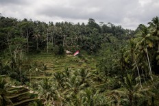 Green territory: A red and white flag is seen in the middle of a green paddy field in Ceking, Tegalalang, Gianyar, ahead of the country’s Independence Day in August. Paddy field terraces are popular tourist destinations in Bali. JP/ Anggara Mahendra