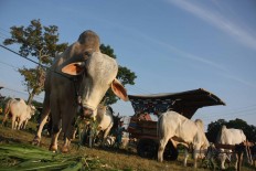 Hundreds of oxen are gathered in Plaosan village for the cart festival. JP/Maksum Nur Fauzan