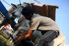 A participant puts a cow shoe on a cow before the festival begins. JP/Maksum Nur Fauzan