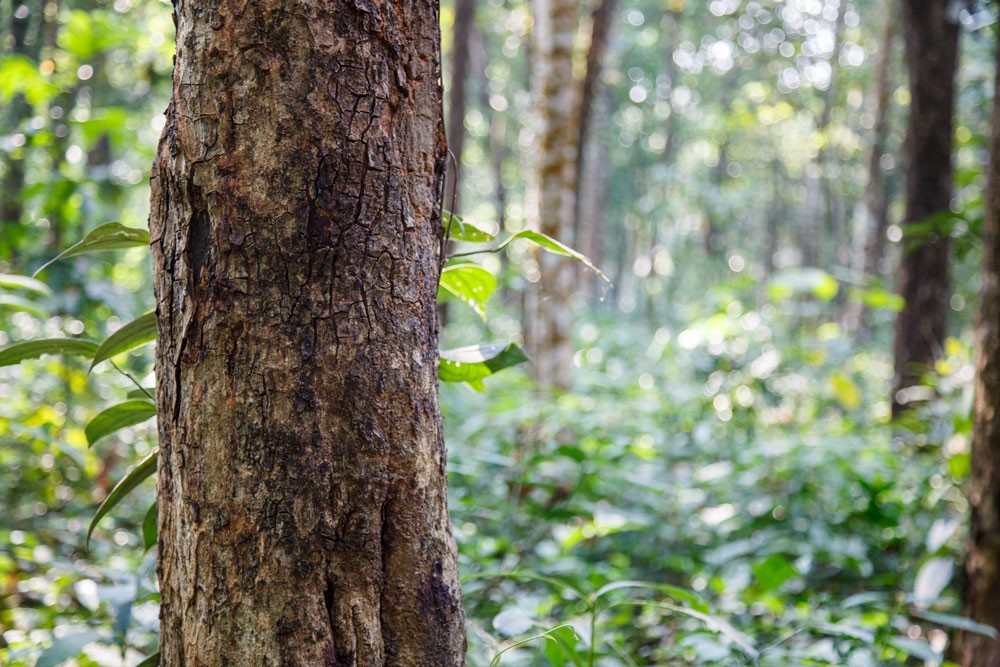 Restoring sandalwood’s glory