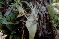 The offering comprises grains of rice wrapped with webbed coconut leaves. JP/Anggara Mahendra