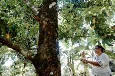 Nyoman performs a prayer and presents the offerings to one of the trees. JP/Anggara Mahendra
