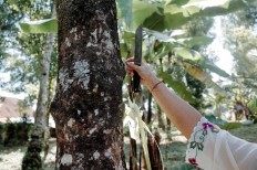 Nyoman places an offering on one of the trees in her backyard. JP/Anggara Mahendra