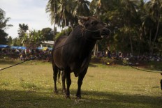 A bull is ready to enter the field. JP/Sigit Pamungkas