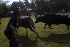 Bulls  battle it out. JP/Sigit Pamungkas