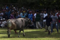 A handler catches a bull with a lasso. JP/Sigit Pamungkas
