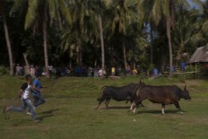 Two men run after a bull as it tries to run away. JP/Sigit Pamungkas