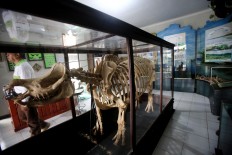Evidence:The skeleton of a Javan rhino named Sultan is a welcoming icon at Ujung Kulon National Park.JP/Dhoni Setiawan