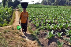 A woman passes by a field of month-old Vor Oogst Kasturi tobacco seedlings in Sumber Pinang village of Pakusari district, Jember regency. JP/Wahyoe Boediwardhana