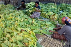  Women at a plantation factory in Randutatah village, Paiton district, Purbolinggo regency fold pre-dried tobacco leaves into rolls. JP/Wahyoe Boediwardhana