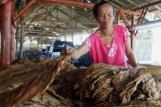 A woman worker sorts cured whole-leaf tobacco at a factory in Sumber Pinang village, of Pakusari district, Jember regency. JP/Wahyoe Boediwardhana