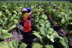 Women trainees practice topping – cutting off the flower buds – on Virginia tobacco plants at a training farm on Sept. 7 in Puyung village, Jonggat district, Central Lombok. The buds are cut off to prevent seeding and to redirect the tobacco plant’s energy into
developing its leaves. JP/Wahyoe Boediwardhana