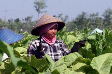 A woman trainee uses a sickle to practice topping a Virginia tobacco plant, cutting off the long spike of flower buds growing from the top of the plant, in Puyung village, Jonggat district, Lombok Tengah regency. JP/Wahyoe Boediwardhana