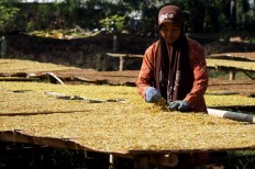 Mendah, a 49-year- old worker, tidies up shredded tobacco leaves on a curing board, in Puyung village, Jonggat district, Lombok Tengah regency. JP/Wahyoe Boediwardhana