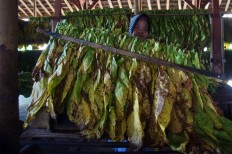 A woman arranges tobacco leaves on bamboo sticks in a flue-cured barn in Puyung village. Flue-cured tobacco is produced using a smokeless, heat-curing method. JP/Wahyoe Boediwardhana