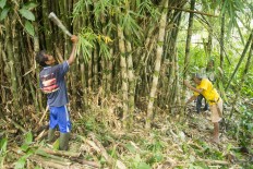 Fresh from the nature: Locals select old bamboo trees for the main material for bamboo musical instruments. JP/ Tarko 
Sudiarno
