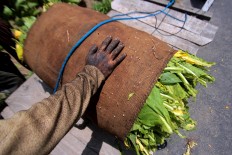 A worker, whose hands have been blackened due to the nicotine in tobacco plants, wraps the leaves. JP/Aditya Sagita