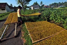 A worker is seen neatly arranging the sliced tobacco on bamboo trays. JP/Aditya Sagita