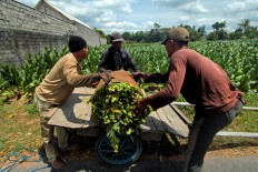 hree workers move rolled tobacco leaves into a cart. JP/Aditya Sagita