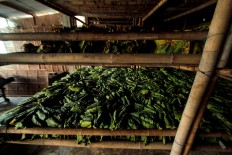 Raw green tobacco leaves are stored between 3 to 7 days. JP/Aditya Sagita