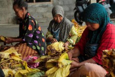 Female workers are involved in the whole process from cultivating, harvesting, sorting and drying the tobacco. Their skills control the quality of tobacco. JP/Aditya Sagita